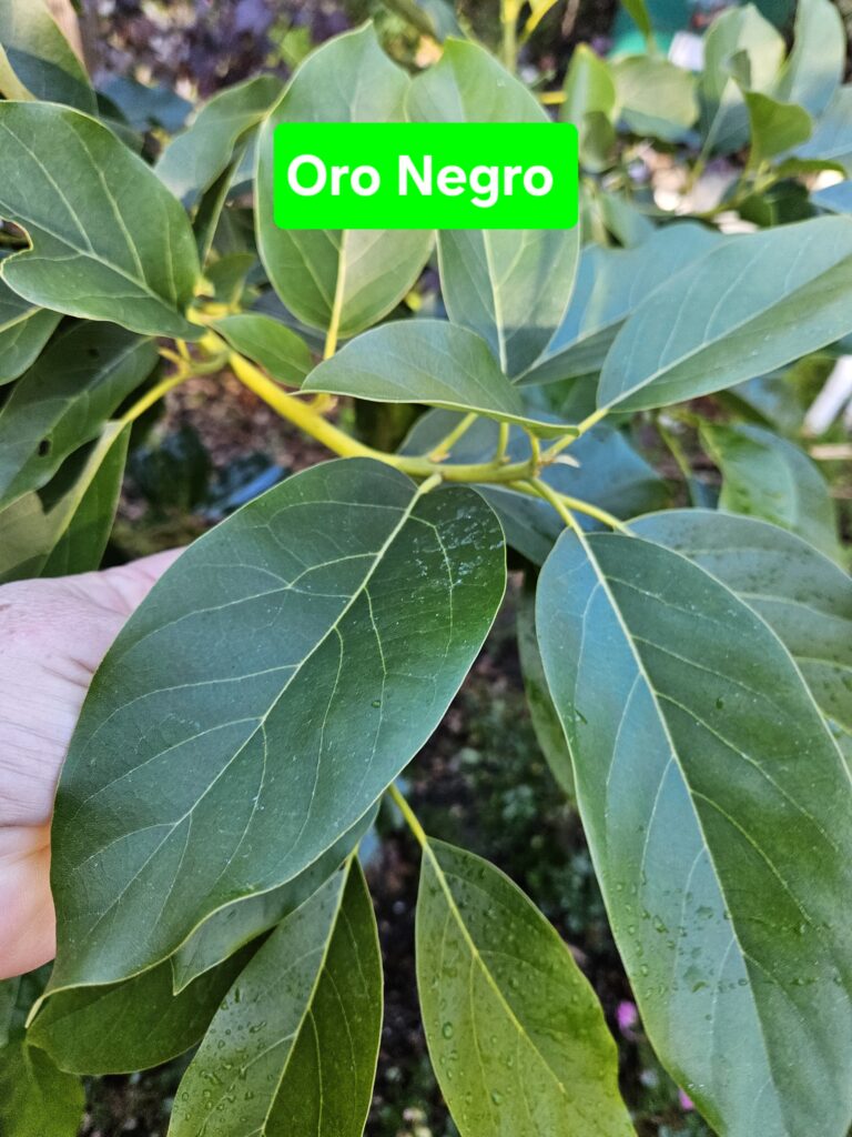 Oro Negro Avocado Tree  Tree growing in Northeast Florida 