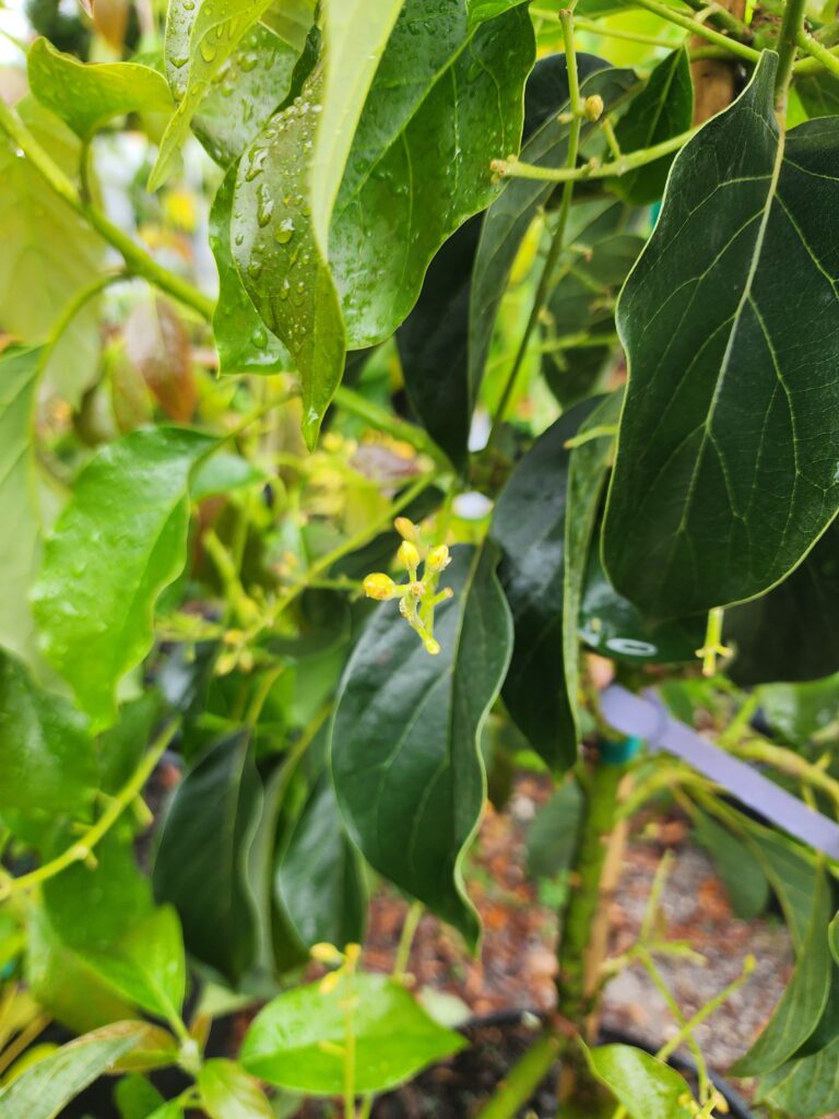 Oro Negro avocado tree flower buds forming