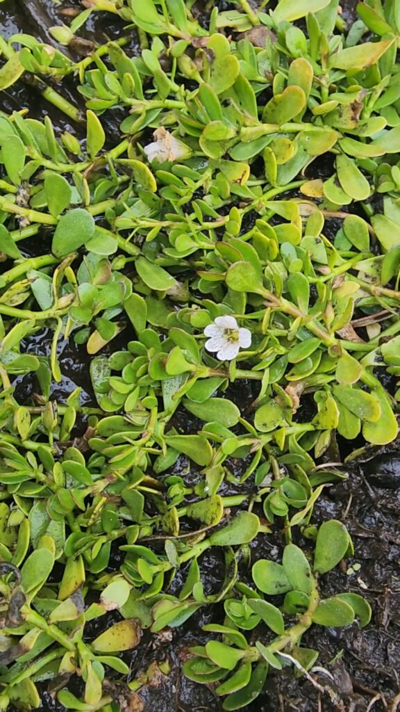 Bacopa monnieri water hyssop growing in wet soil ditch area