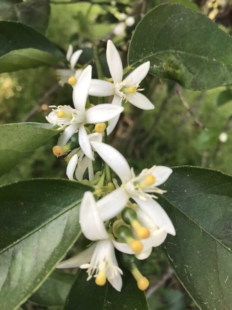 Citrus blossoms with baby fruit forming behind the flowers 