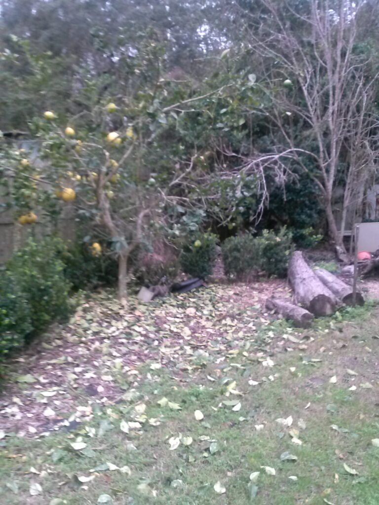 Ponderosa lemon leaf drop after a hard freeze in winter North Florida 