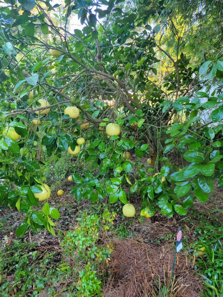 Pink Pomelo /  Pink Pummelo in Northeast Florida garden