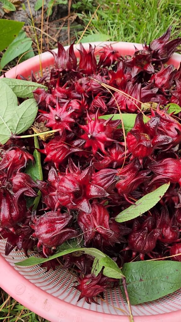 Harvisting Florida Cranberry Roselle Calyx for Hibiscus tea and Hibiscus syrup