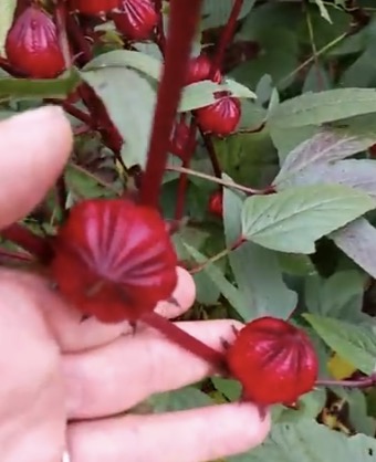 Jamaican strain of Roselle with a rounded seed capsule and thin Calyx