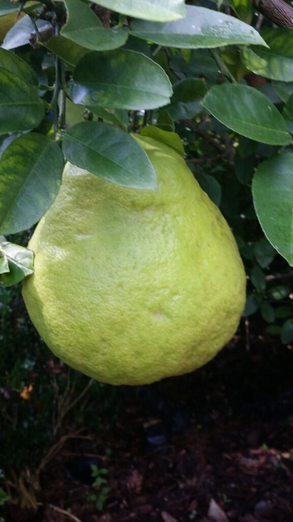 Ponderosa Lemon fruit grown in Northeast Florida