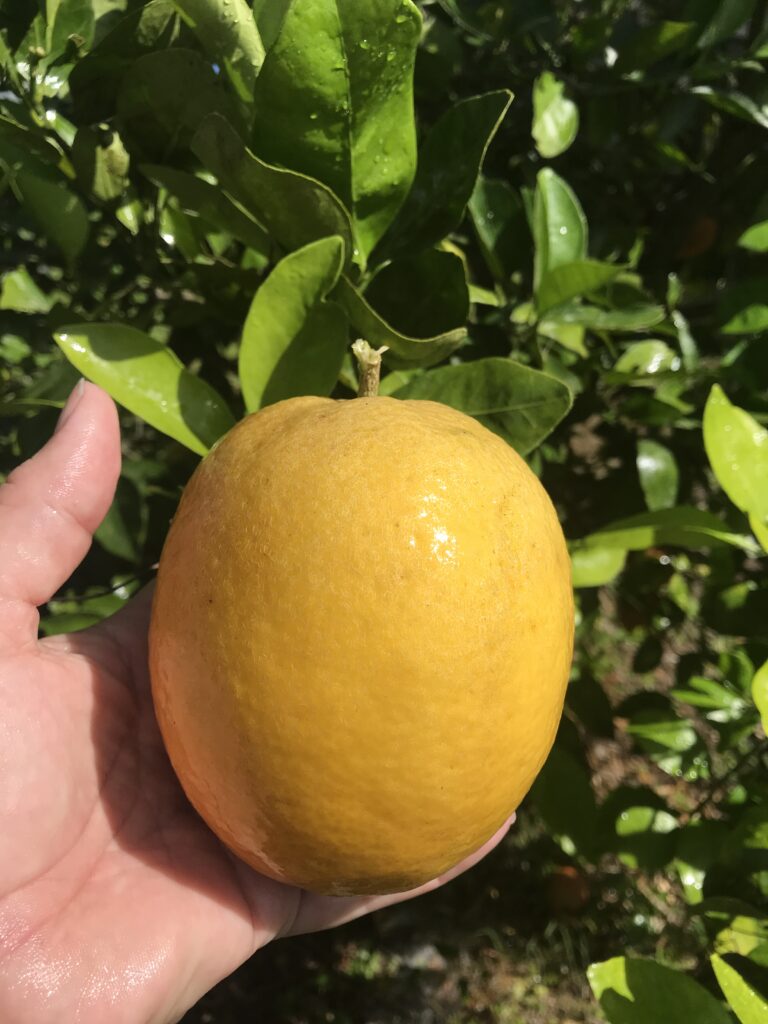 Myers Lemon Fruit grown in Northeast Florida