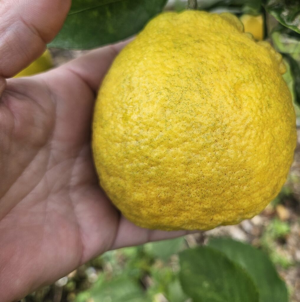 Sanbokan | Sambo Sweet Lemon fruit in hand