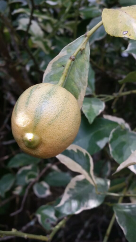 Variegated Pink Lemon fruit forming on tree in Northeast Florida 