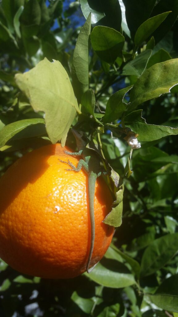 Orange On tree with lizzard