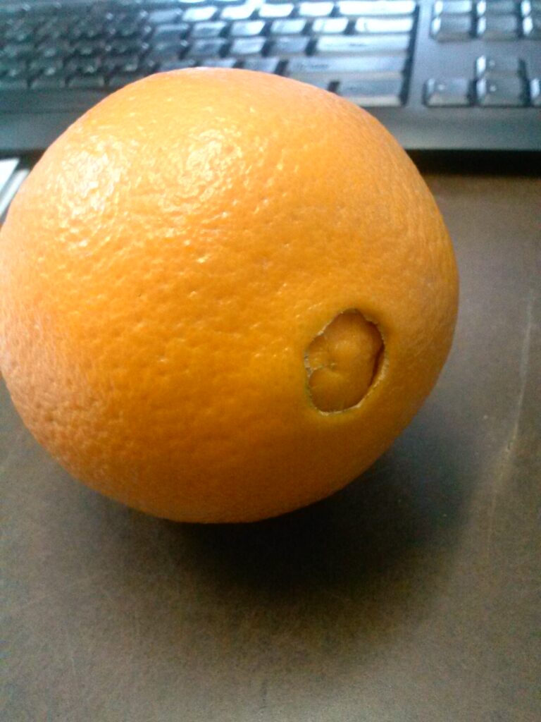 Navel Orange Fruit 