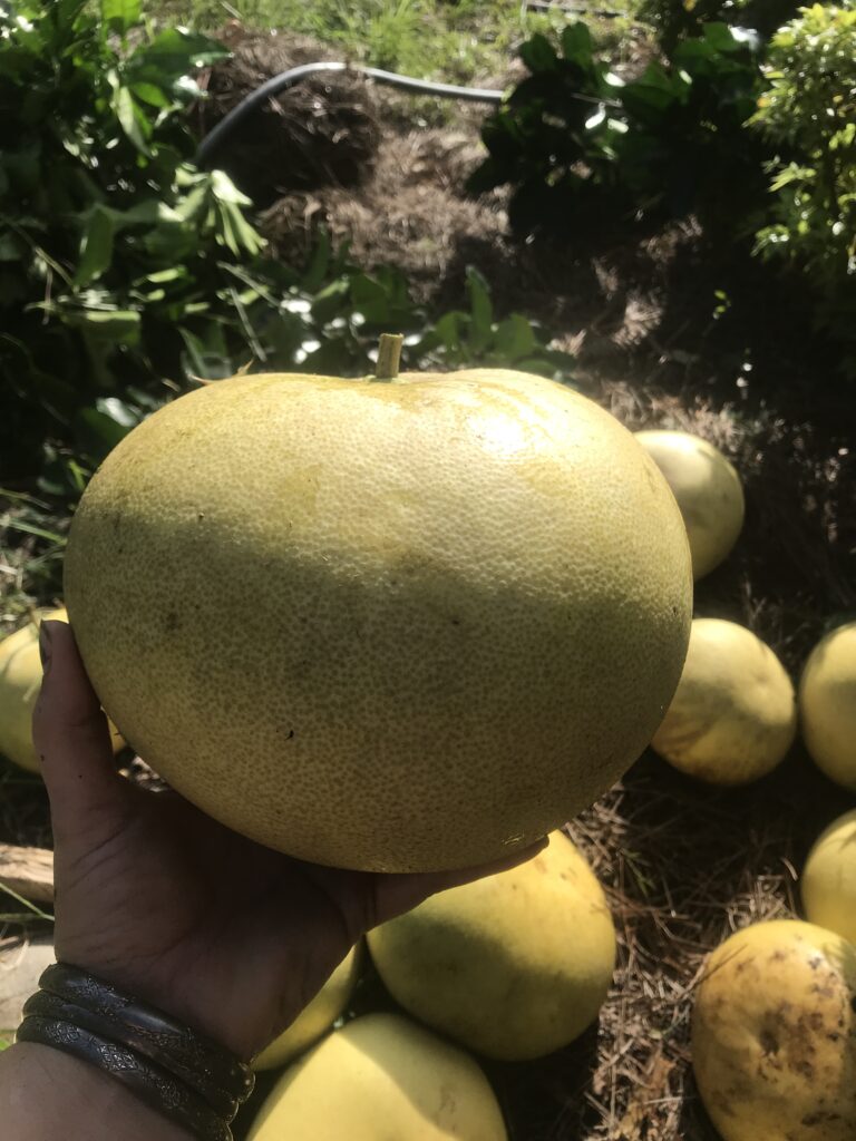 Picking Pomelo / pummelo fruit harvest in hand 