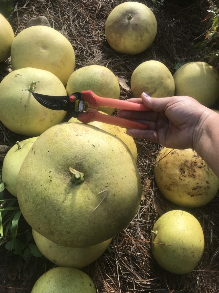 Ripe just harvested pumello/ pomelo fruit with 6 inch hand shears for size comparison