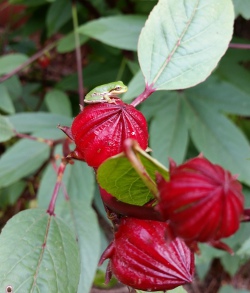 Jamaican strain  or Yellow Roselle with a baby frog sitting on the ready to harvest calyx