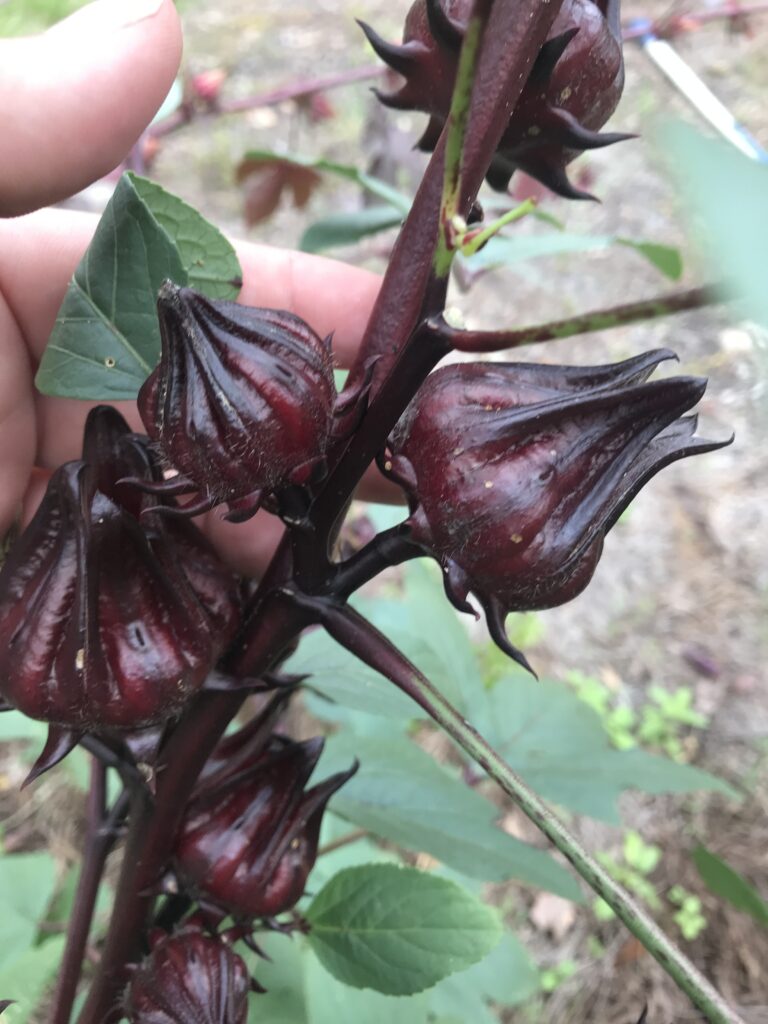 Deep burgundy red Roselle with a dark burgundy stem