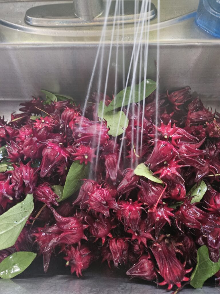 harvesting Thai Red Roselle Calyx Hibiscus sabdariffa