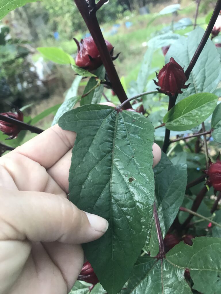 leaf variation on the dark burgundy colored  roselle 