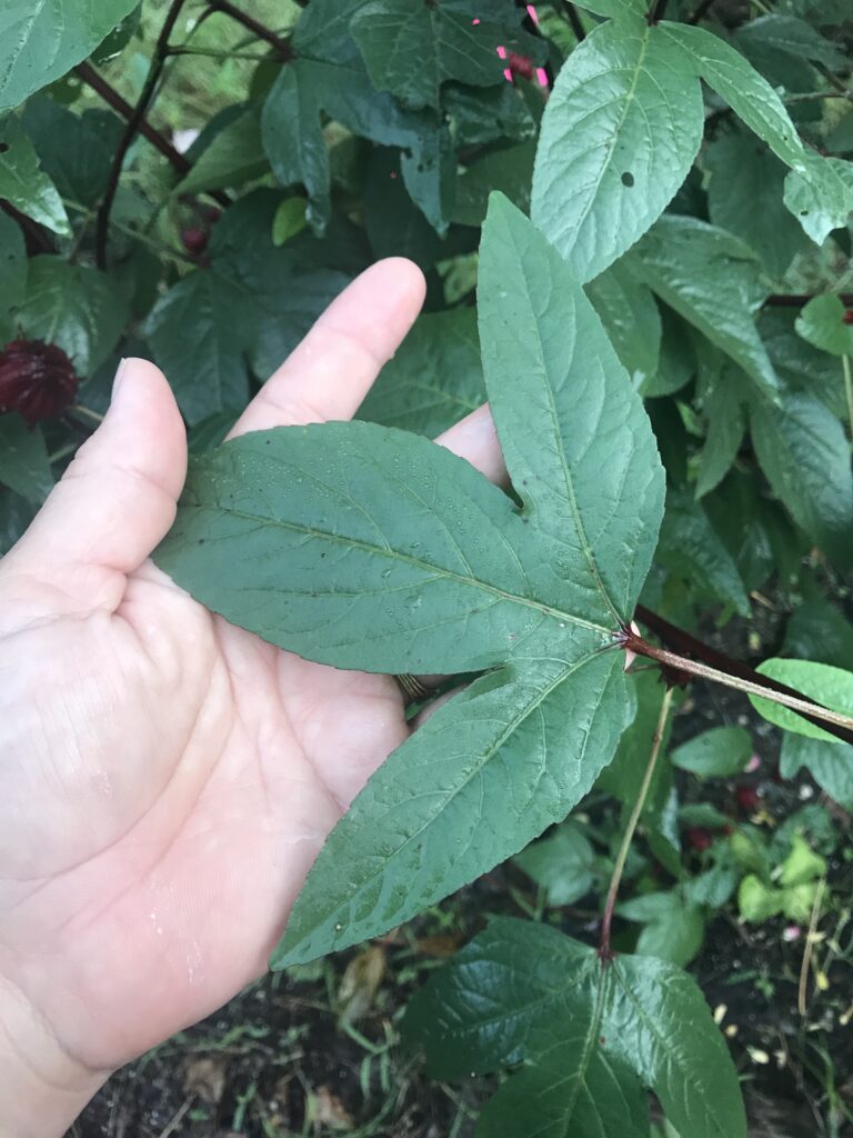 Florida Cranberry Roselle leaf variation 1 - the most common shape I see on a mature plant