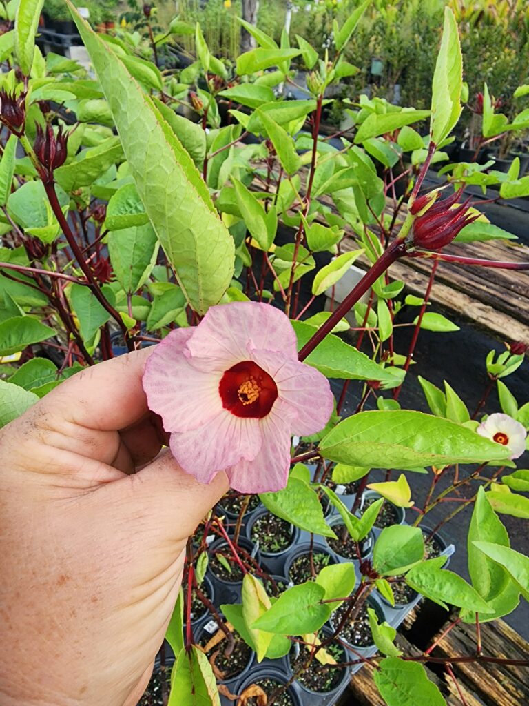 this tray is all of the same paler green leaf variant and you can see in the photo the flower in hand is aged to a soft rosey pink and the one in the background is still yellow for the most part. Same Roselle variant