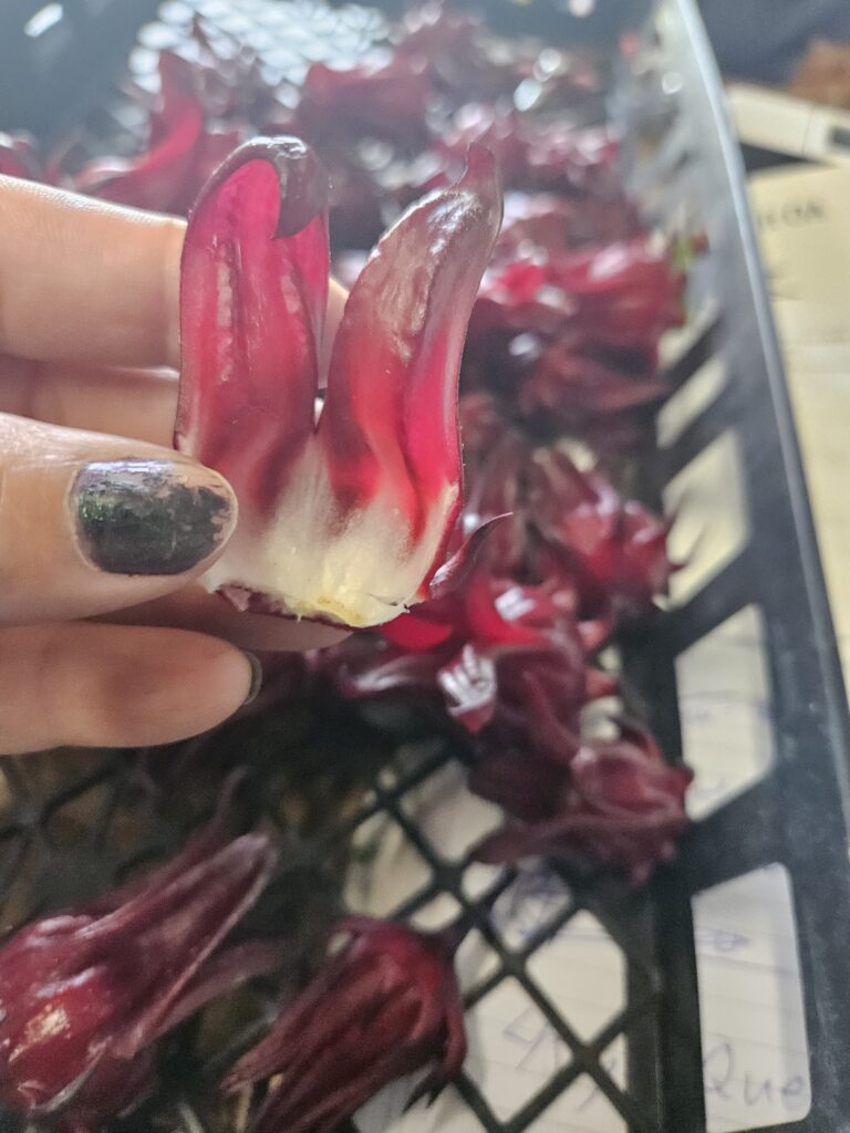 Inside of the Thai Red Roselle Hibiscus sabdariffa Roselle calyx 