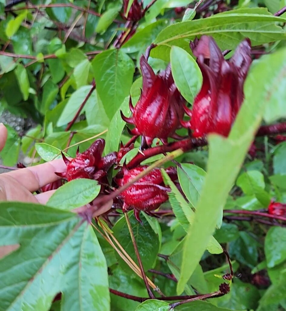 The common Florida Roselle with many leaf variants on one plant and a bright cherry red stem and Calyx. Also note the lighter green leaf on this variety it stayed that way despite additional nutrients being applied