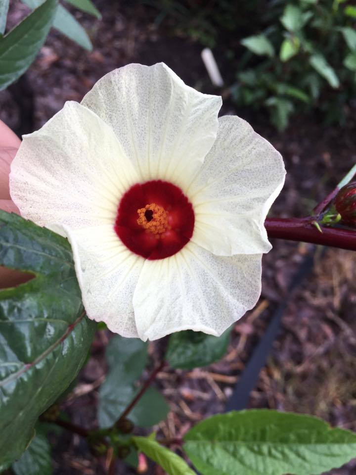 Yellow newly opening bloom on Thai Red Roselle this bloom will age to pinkish rose 