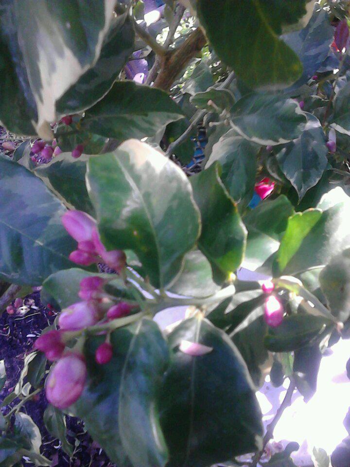 Variegated pink lemon unopened flower buds in spring Northeast Florida 