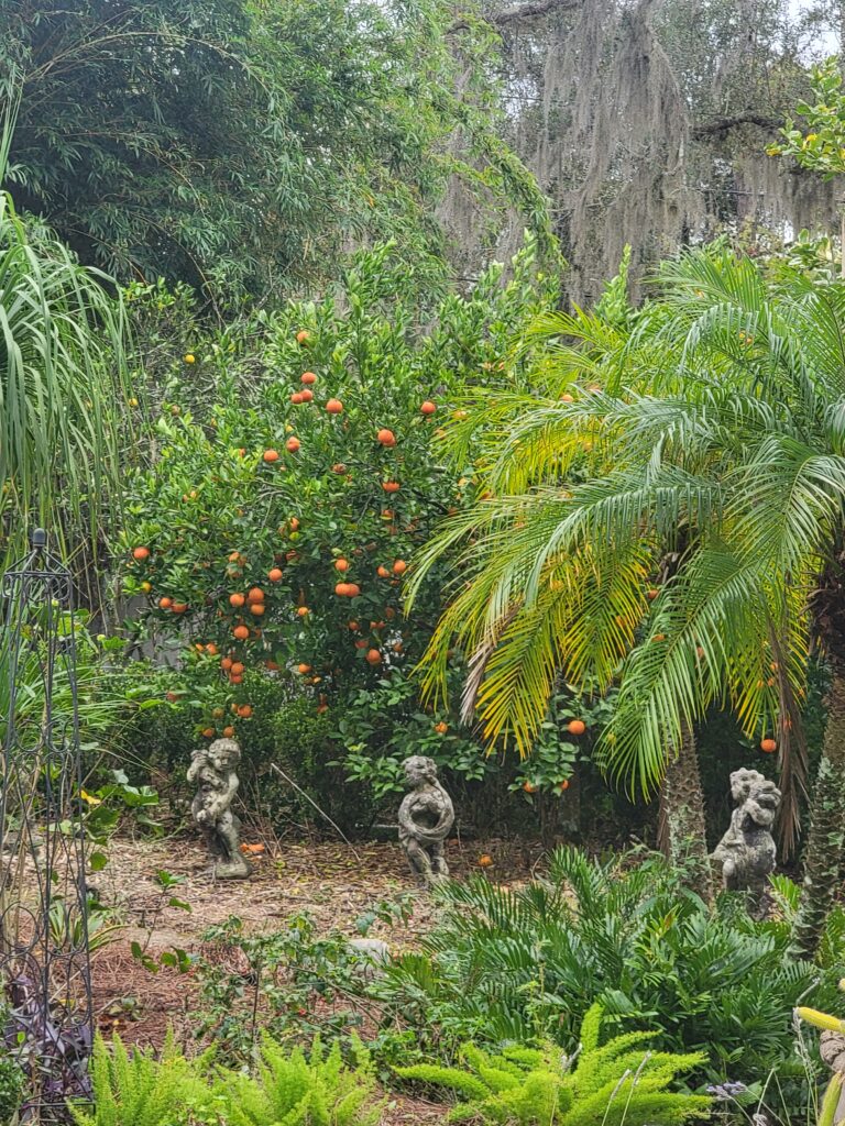 Citrus Tangerine in North Florida Landscape 