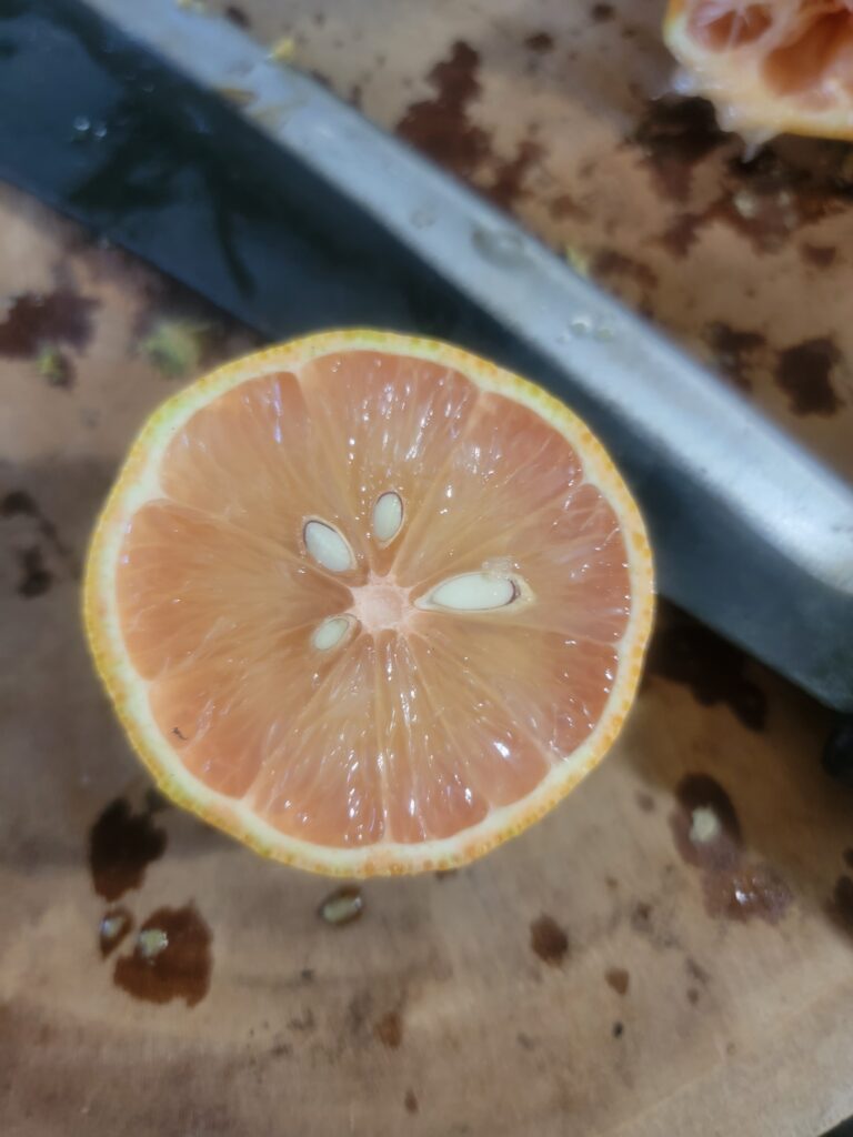 unedited image of completely ripe variegated pink lemon fruit grown in North Florida showing light pink color