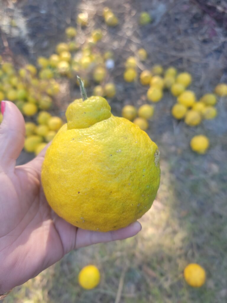 Harvesting my Sanbokan | Sambo Lemon fruit in Northeast Florida 