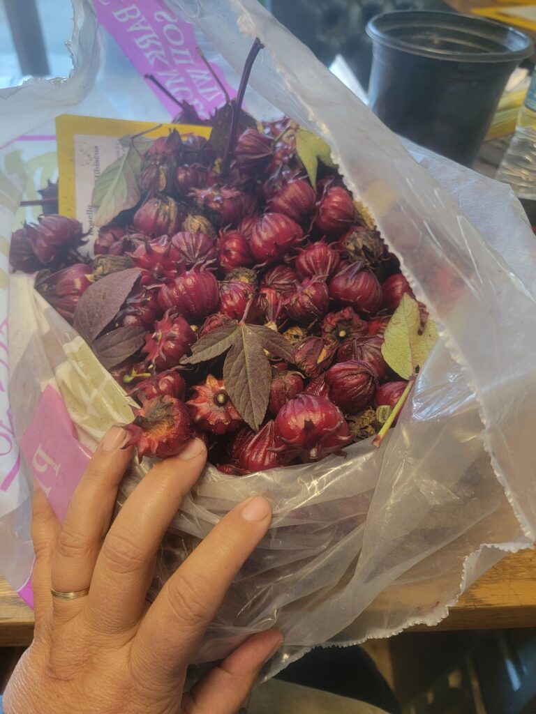 harvesting the Jamaican Roselle Hibiscus sabdariffa