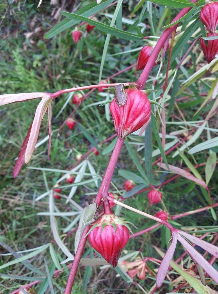 Narrow leaf Roselle I got from a gardener in Forida. All the leaves on the plant are narrow and strappy and the Calyx are bright red and come to a closed single point when mature