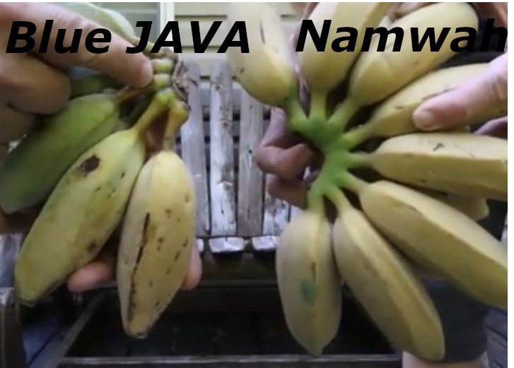 Blue Java Banana Fruit vs Namwah Banana fruit