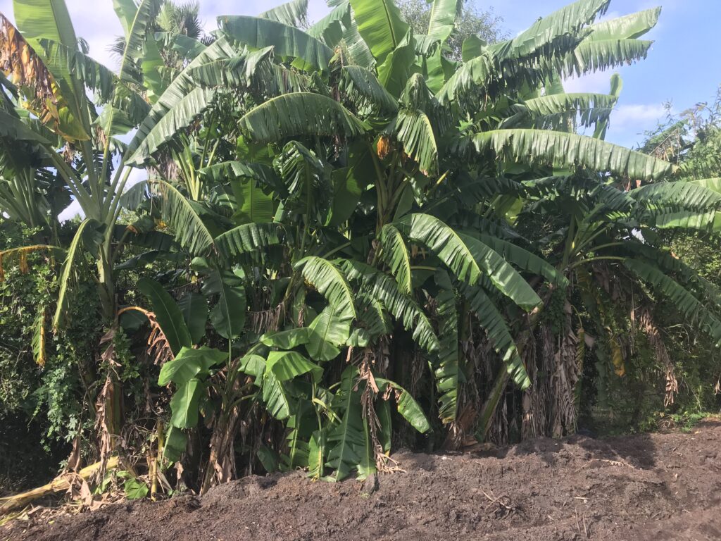 Very Old Orinoco Banana plant that is never thinned at S & J Nursery in St. Augustine Florida