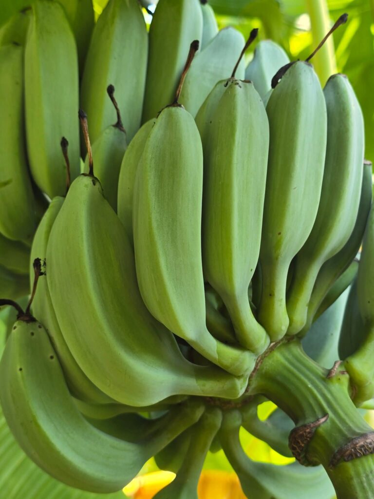 Blue Java fruit forming