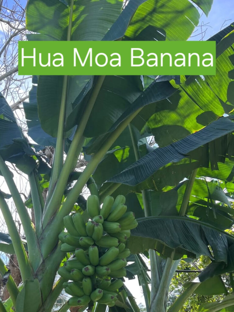 Hua Moa Banana Fruit and foliage