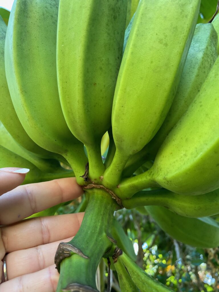 Orinoco Banana fruit hand