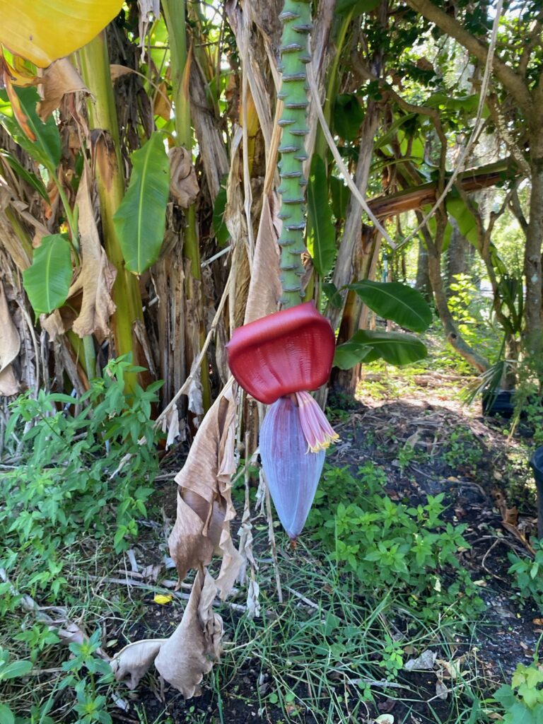 Oricoco Banana Flower color