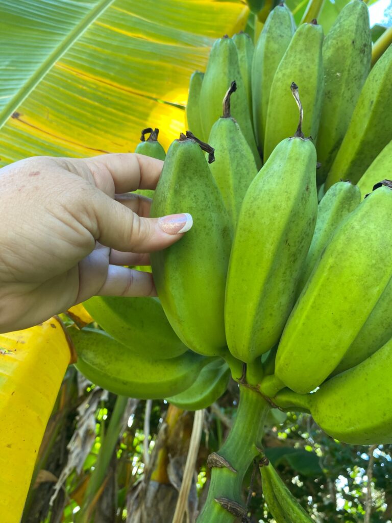 orinoco banana fruit almost ready to harvest