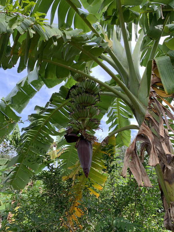 Namwah Banana fruit and foliage