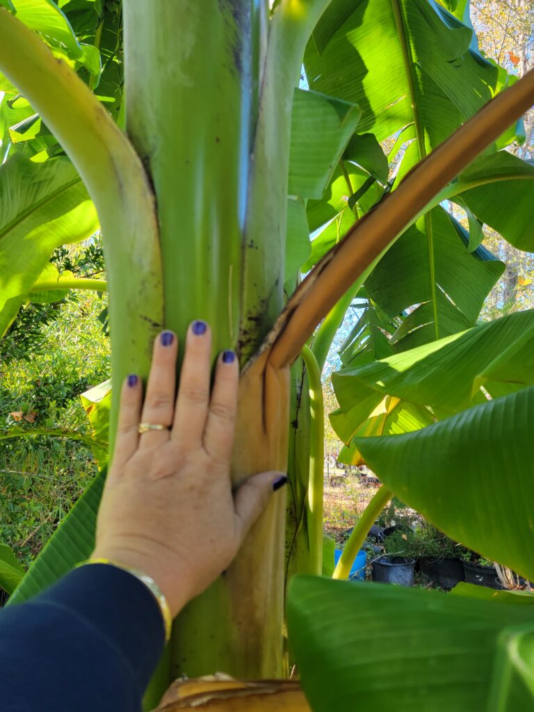 Orinoco stem thickness size still growing