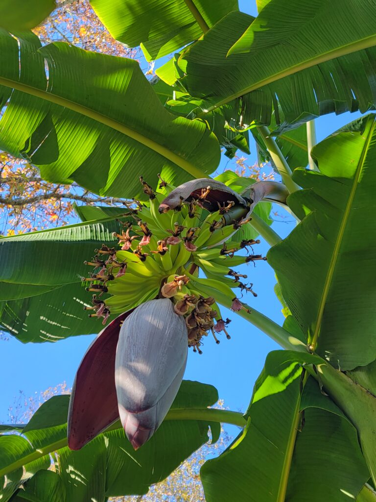 Orinoco banana flower and fruit setting