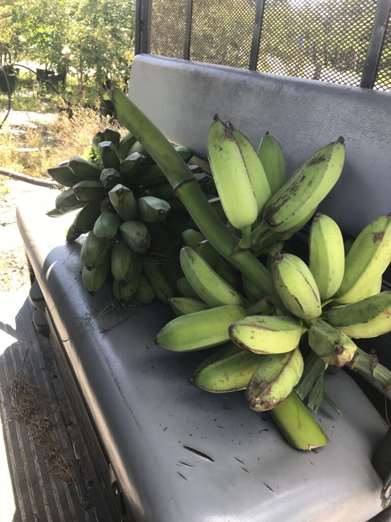 harvesting Orinoco Old Florida Plantain Banana plants