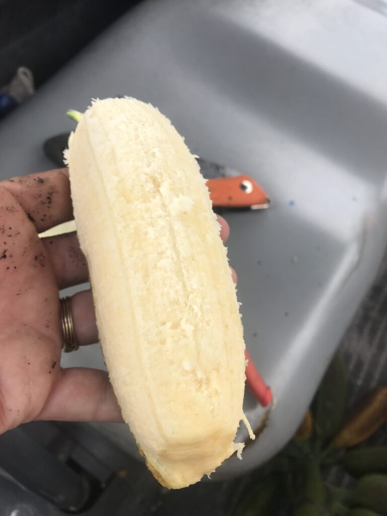 A particularly large Orinoco Banana fruit