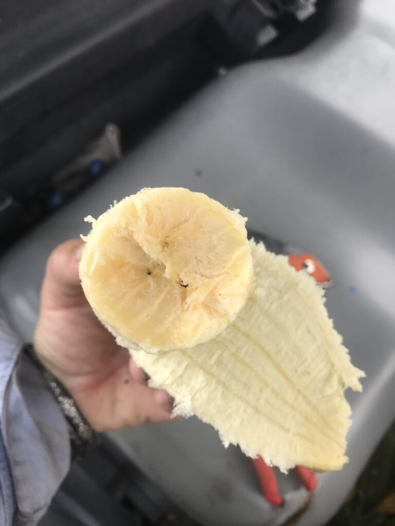 Orinoco banana fruit ripe and ready to eat
