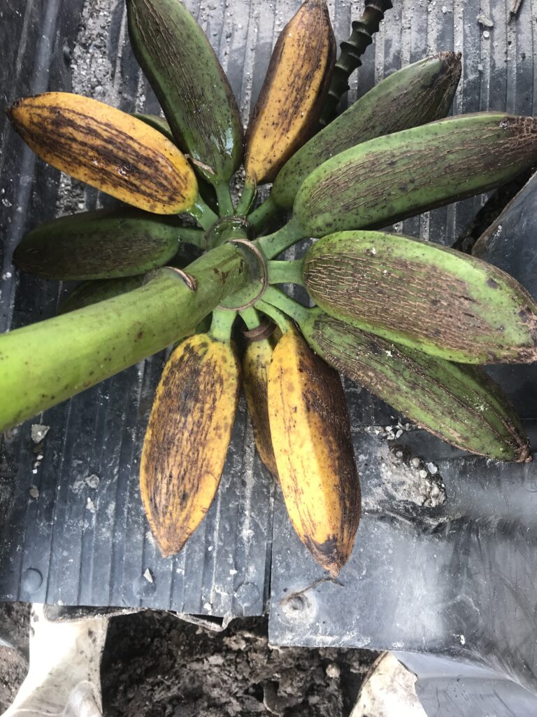 orinoco banana fruit on the stem